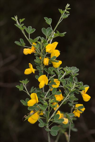 Cytisus arboreus subsp. catalaunicus (Webb) Maire