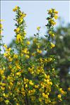 Cytisus arboreus (Desf.) DC.