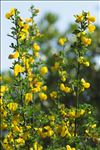 Cytisus arboreus subsp. catalaunicus (Webb) Maire