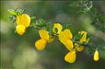 Cytisus arboreus (Desf.) DC.