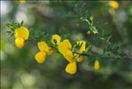 Cytisus arboreus subsp. catalaunicus (Webb) Maire