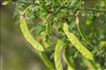 Cytisus arboreus subsp. catalaunicus (Webb) Maire