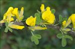 Cytisus hirsutus L.