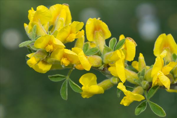 Cytisus hirsutus L.