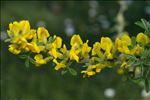 Cytisus hirsutus L.