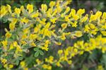 Cytisus hirsutus L.