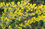 Cytisus hirsutus L.