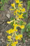 Cytisus hirsutus L.