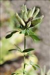 Cytisus hirsutus L.