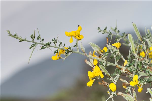 Cytisus laniger (Desf.) DC.