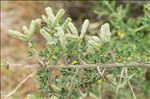 Cytisus laniger (Desf.) DC.