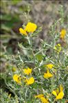 Cytisus laniger (Desf.) DC.