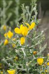 Cytisus laniger (Desf.) DC.