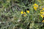 Cytisus laniger (Desf.) DC.