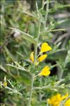 Cytisus laniger (Desf.) DC.