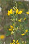 Cytisus spinosus (L.) Bubani