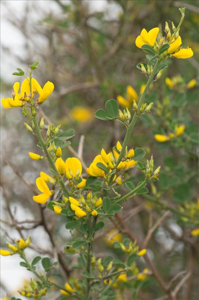 Cytisus spinosus (L.) Bubani