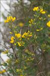 Cytisus spinosus (L.) Bubani