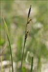 Carex panicea L.