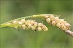 Carex panicea L.