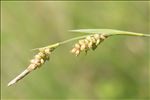 Carex panicea L.