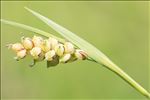 Carex panicea L.