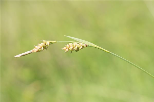 Carex panicea L.