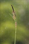 Carex panicea L.