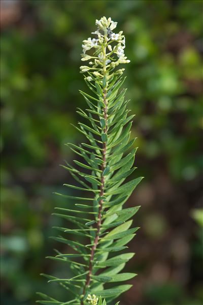 Daphne gnidium L.