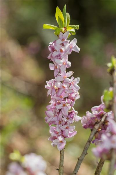 Daphne mezereum L.