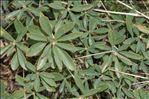 Daphne oleoides Schreb.