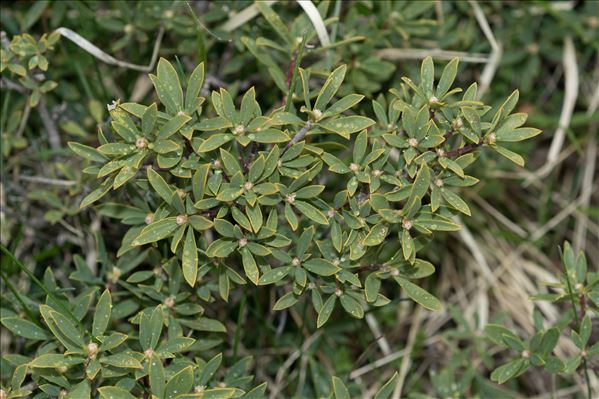 Daphne oleoides Schreb.