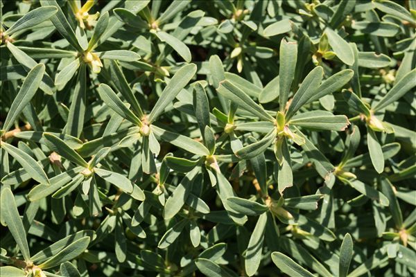Daphne striata Tratt.
