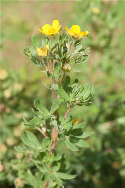 Dasiphora fruticosa (L.) Rydb.