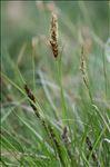 Carex paniculata L. subsp. paniculata