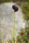 Carex parviflora Host