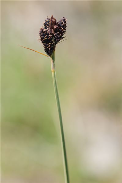 Carex parviflora Host