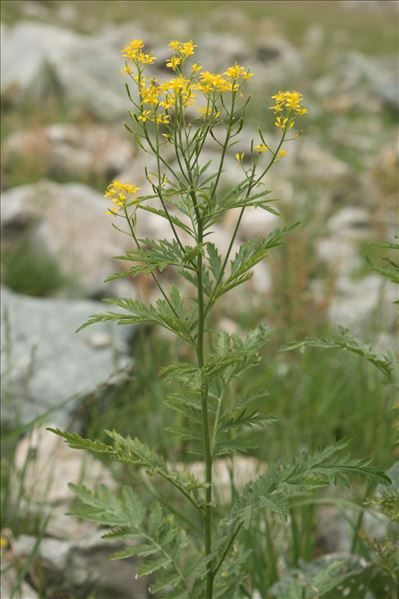 Descurainia tanacetifolia subsp. suffruticosa (H.J.Coste & Soulié) Jauzein