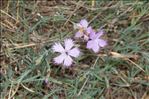 Dianthus gallicus Pers.