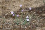 Dianthus gallicus Pers.