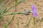 Dianthus gallicus Pers.