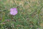 Dianthus gallicus Pers.