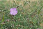 Dianthus gallicus Pers.