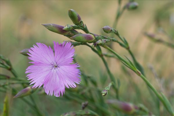 Dianthus gallicus Pers.