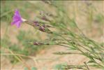 Dianthus gallicus Pers.