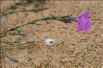 Dianthus gallicus Pers.