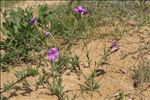 Dianthus gallicus Pers.