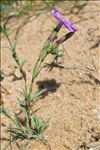 Dianthus gallicus Pers.