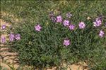 Dianthus gallicus Pers.