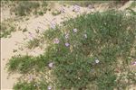 Dianthus gallicus Pers.